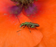 beetle and poppy